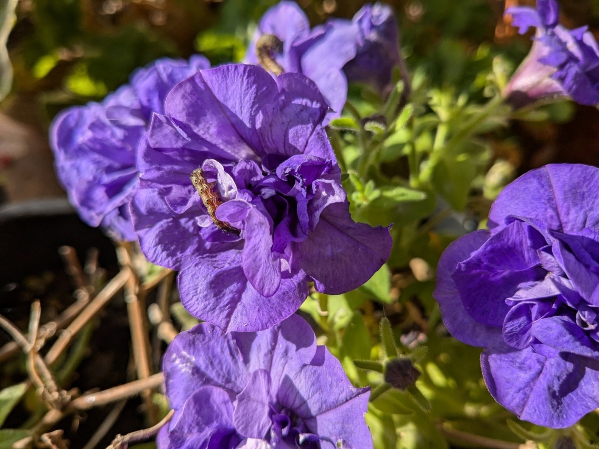 А это работа гусениц, которые и не скрываются