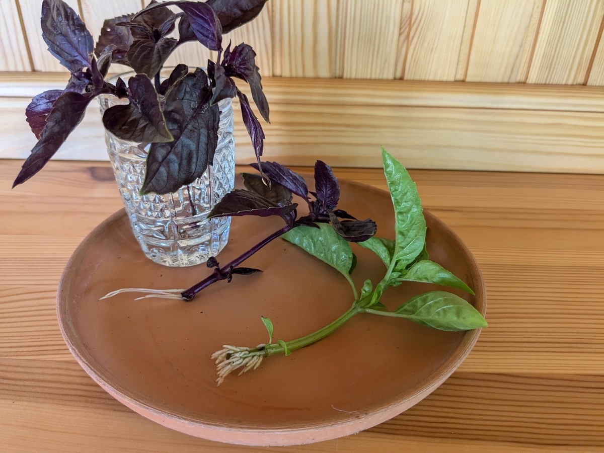 Как дают корни черенки базилика? А вот так!