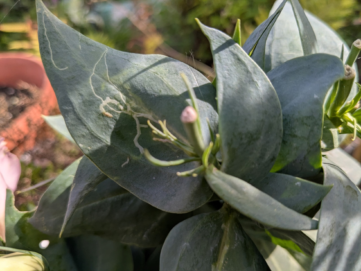 Это "работа" минирующей моли на эустоме