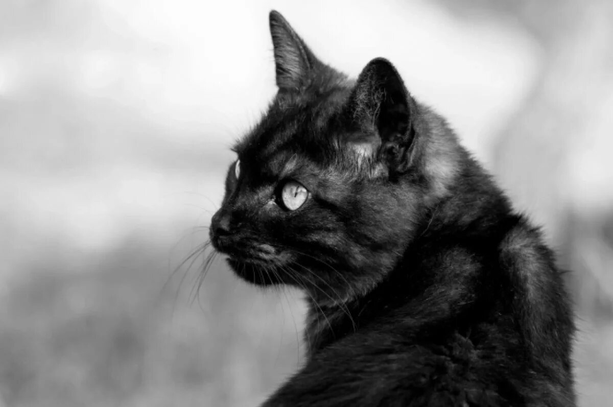    В Кирове ищут дом выжившему после падения с 5 этажа чёрному котёнку Кузе