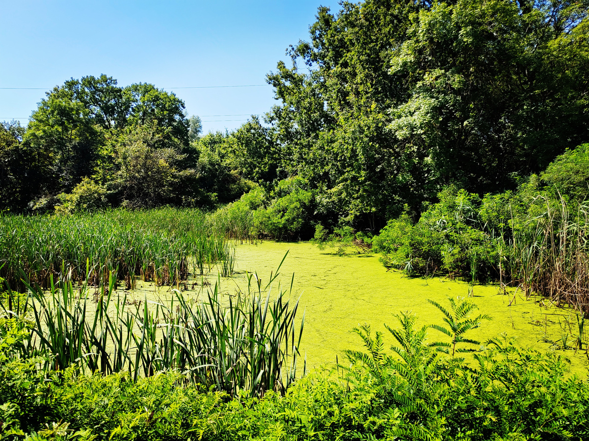 Болотце по пути из Краснодара в Майкоп. Фото автора
