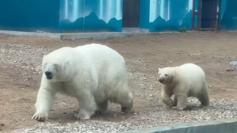    © "Пермский зоопарк"