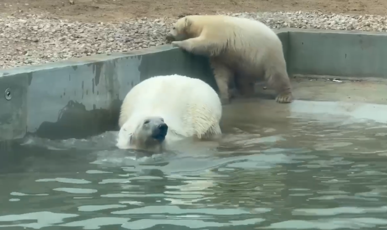    © "Пермский зоопарк"