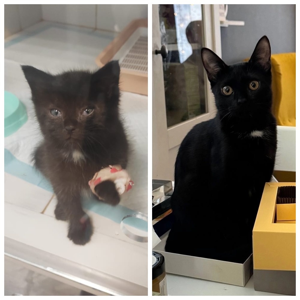 Галчонку было три месяца, когда она уехала домой вместе с сестричкой Герлен 15 сентября 2024 года. 