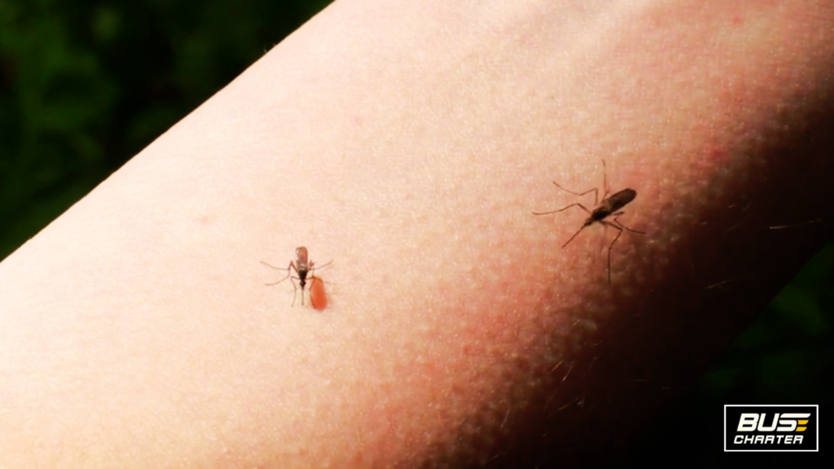 Где можно отдохнуть на выходных с детьми недорого 2025, Бюджетные туры из Москвы