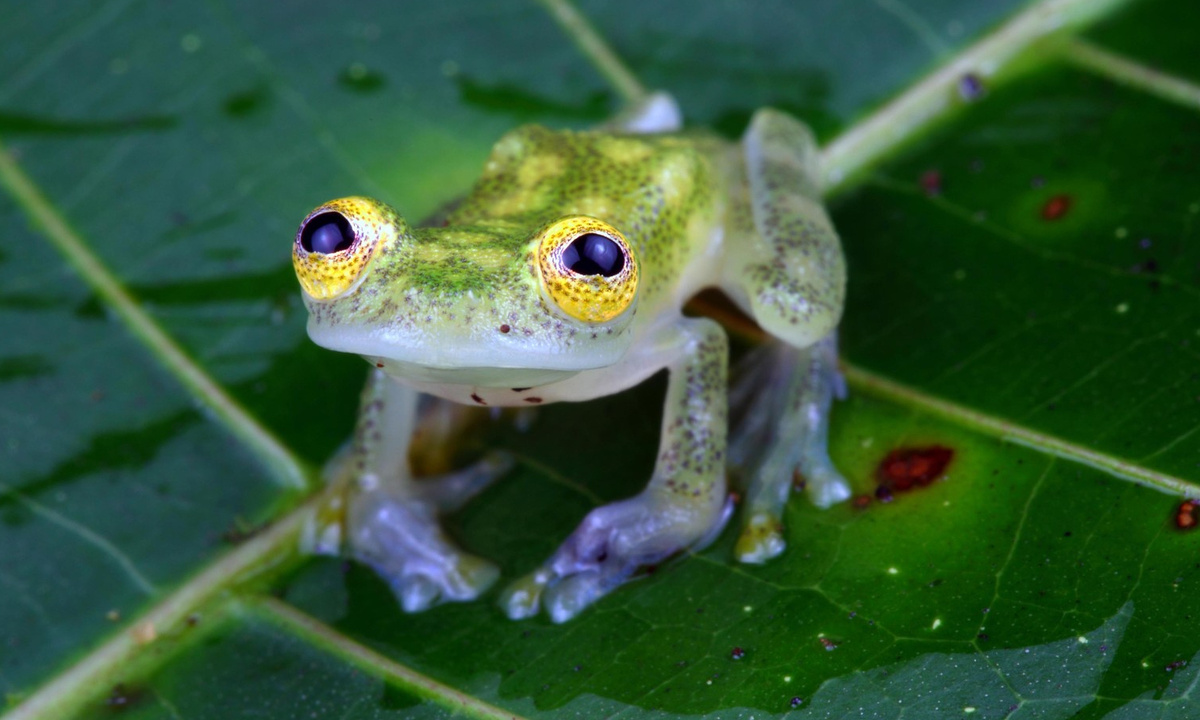 Днем — просто зеленая капелька на листе. Ночью — искусный охотник и заботливый родитель.