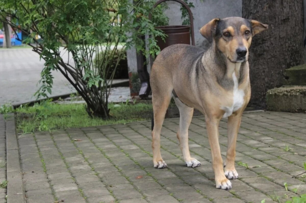    Жители Краснодара рассказали о догхантере, разбросавшем сосиски с крючками