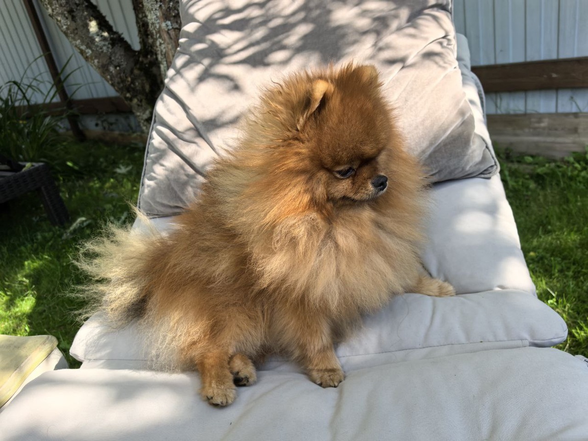 Май в тени деревье @Надежда Билецкая