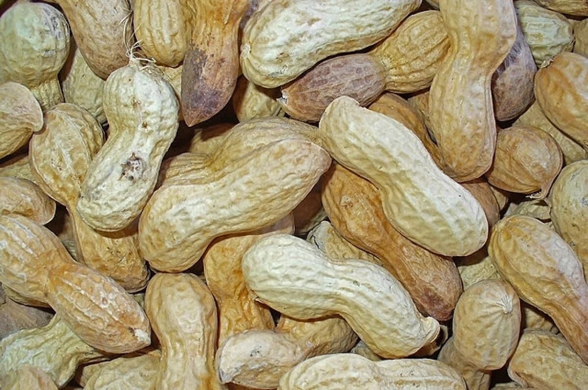    Ученые раскрыли, употребление какого продукта может замедлить старение