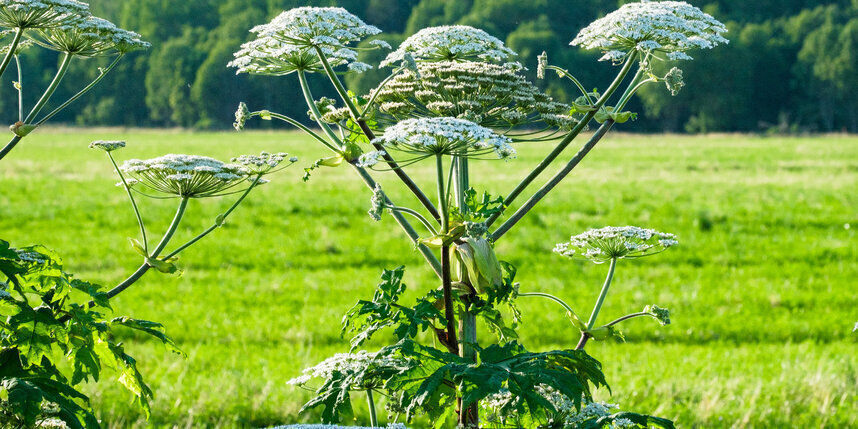    Охоту на борщевик теперь ведут с помощью искусственного интеллектаАлена Бобрович