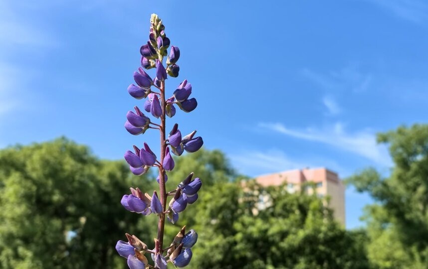    Люпины вытесняют борщевиксоцсети комитета по благоустройству