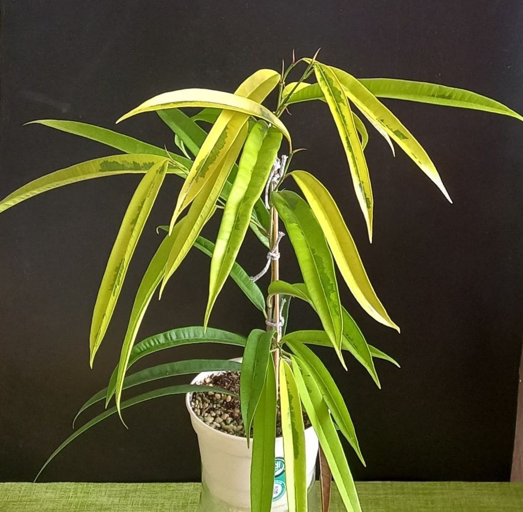 Фикус Али Голд – золотистое чудо в вашем интерьере: полный гид по уходу