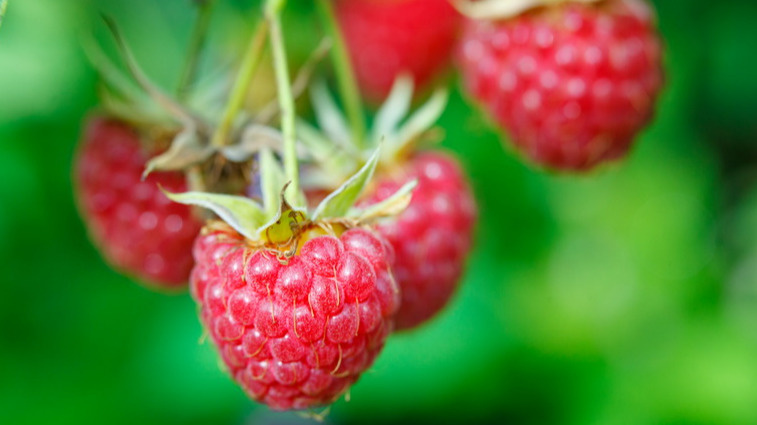 Результат после правильной осенней подкормки