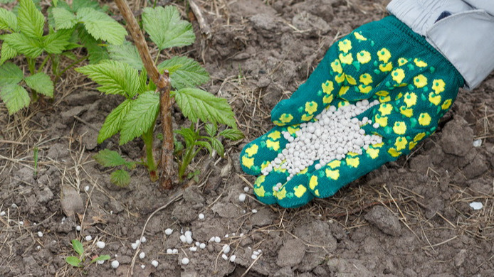 Минеральные удобрения для малины