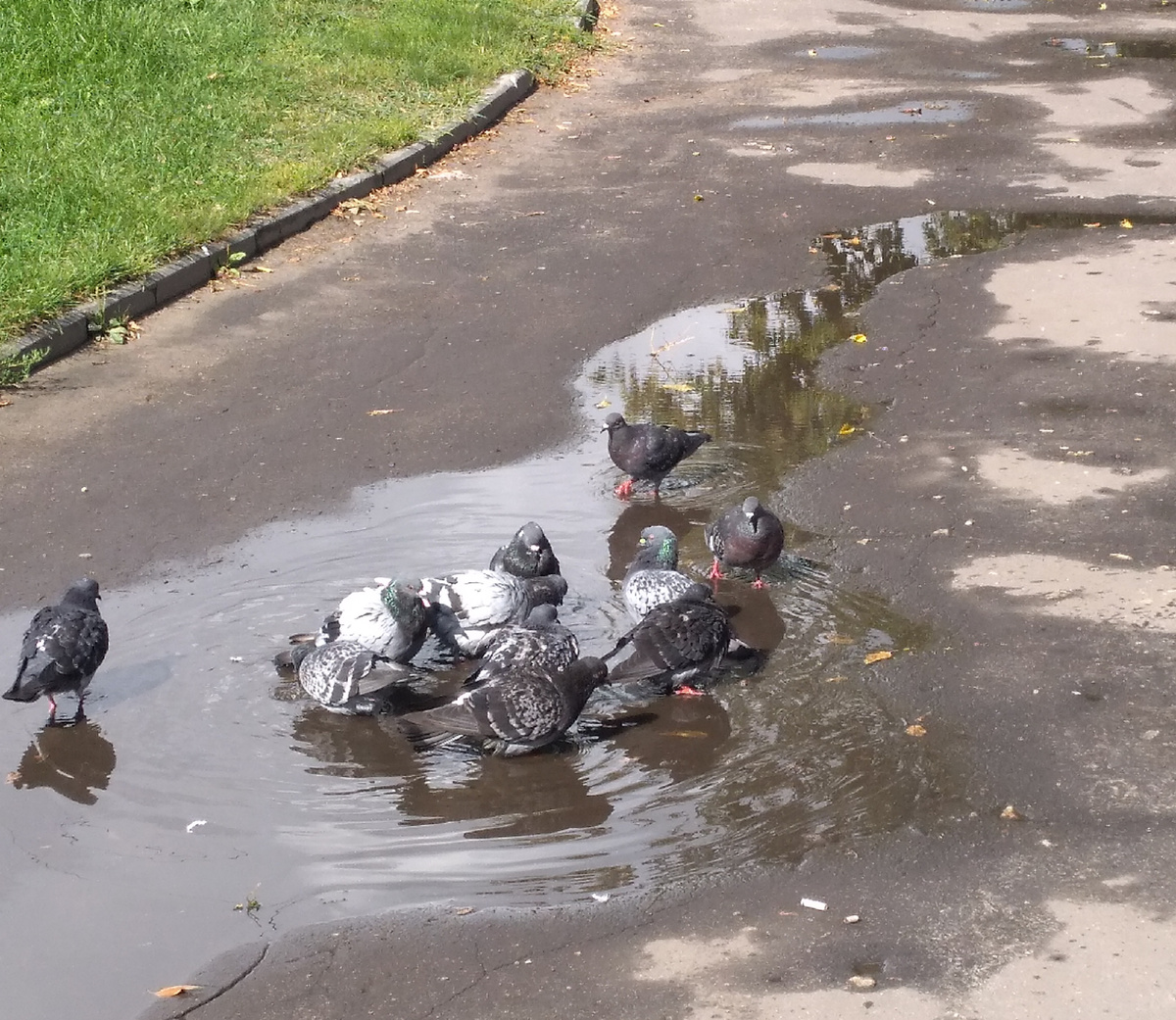 Голуби в луже.