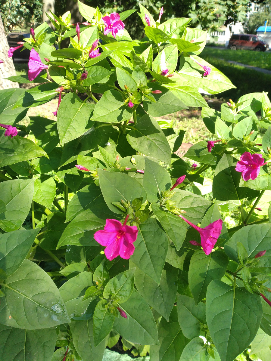 Городские цветы.