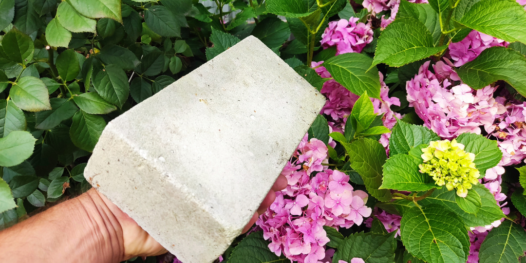 Как мы размножаем гортензии с помощью кирпича 🌸