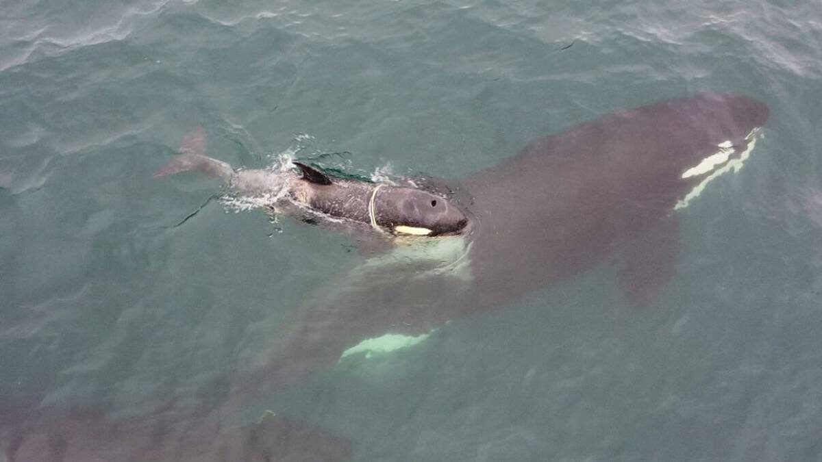    Фото: Косатки Авачинского залива / «ВКонтакте»