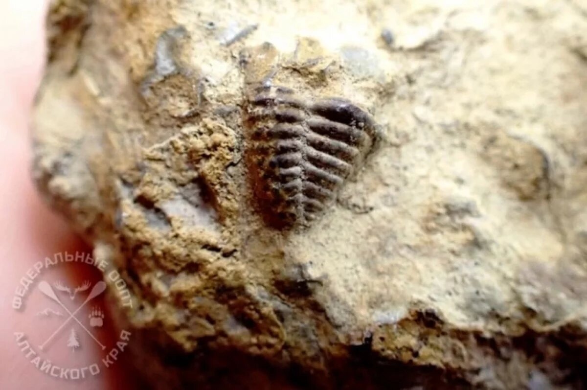   Окаменелости возрастом старше 400 миллионов лет раскопали в Алтайском крае