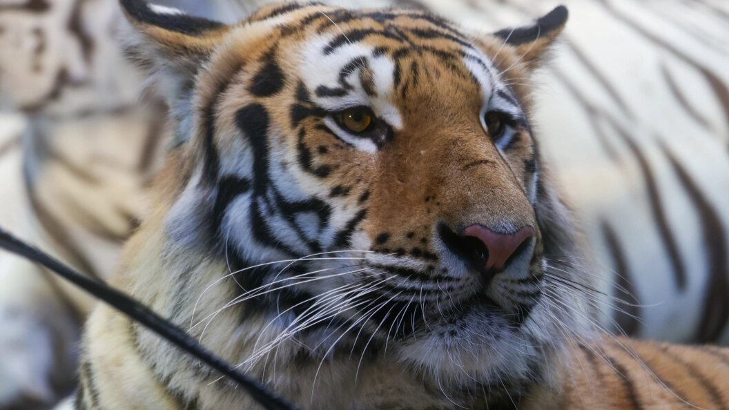    Фото: Bulkin Sergey/Globallookpress