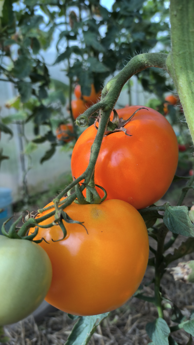 Золото скифов