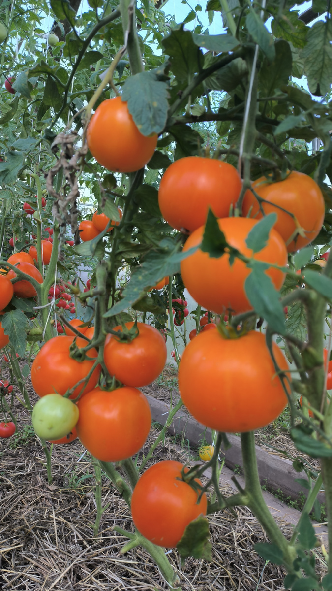 Золото скифов