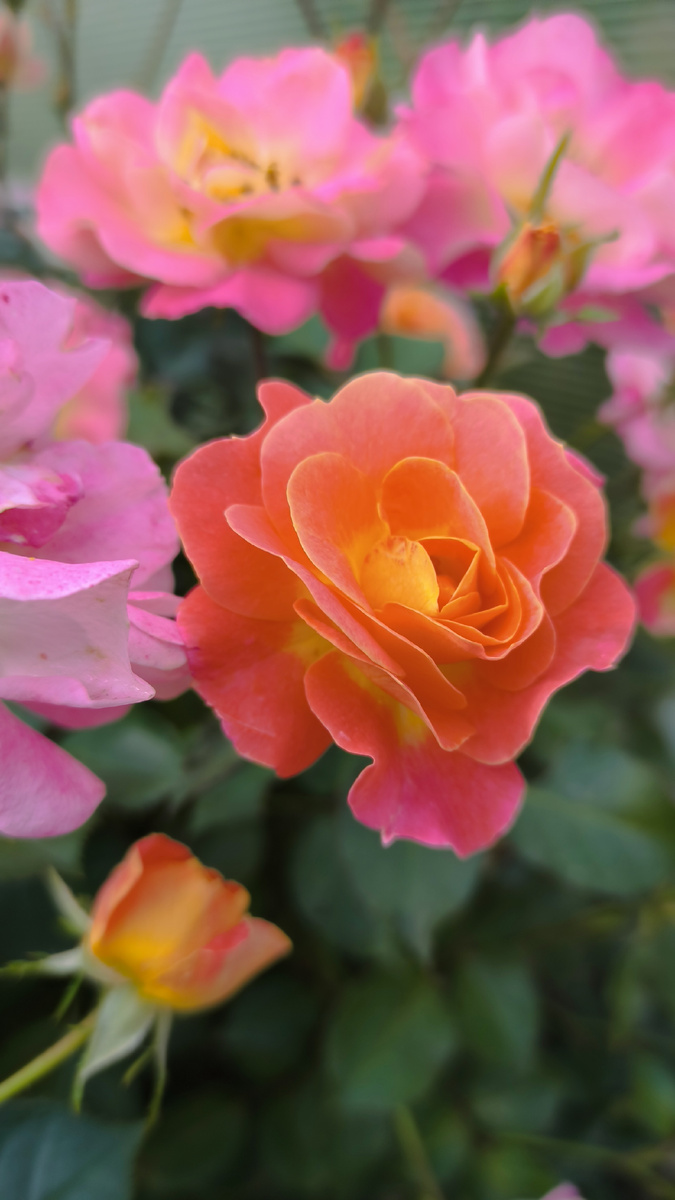 Роза Бордюр Комайе