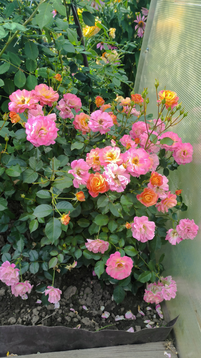 Роза Бордюр Комайе