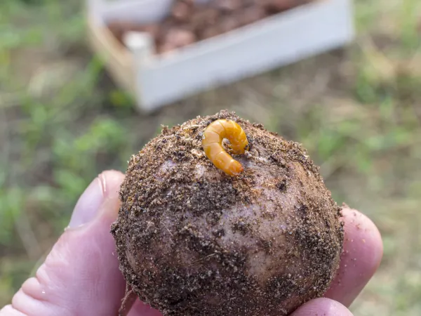 За 2 года проволочник уйдет! Проверенный способ от проволочника на картофеле