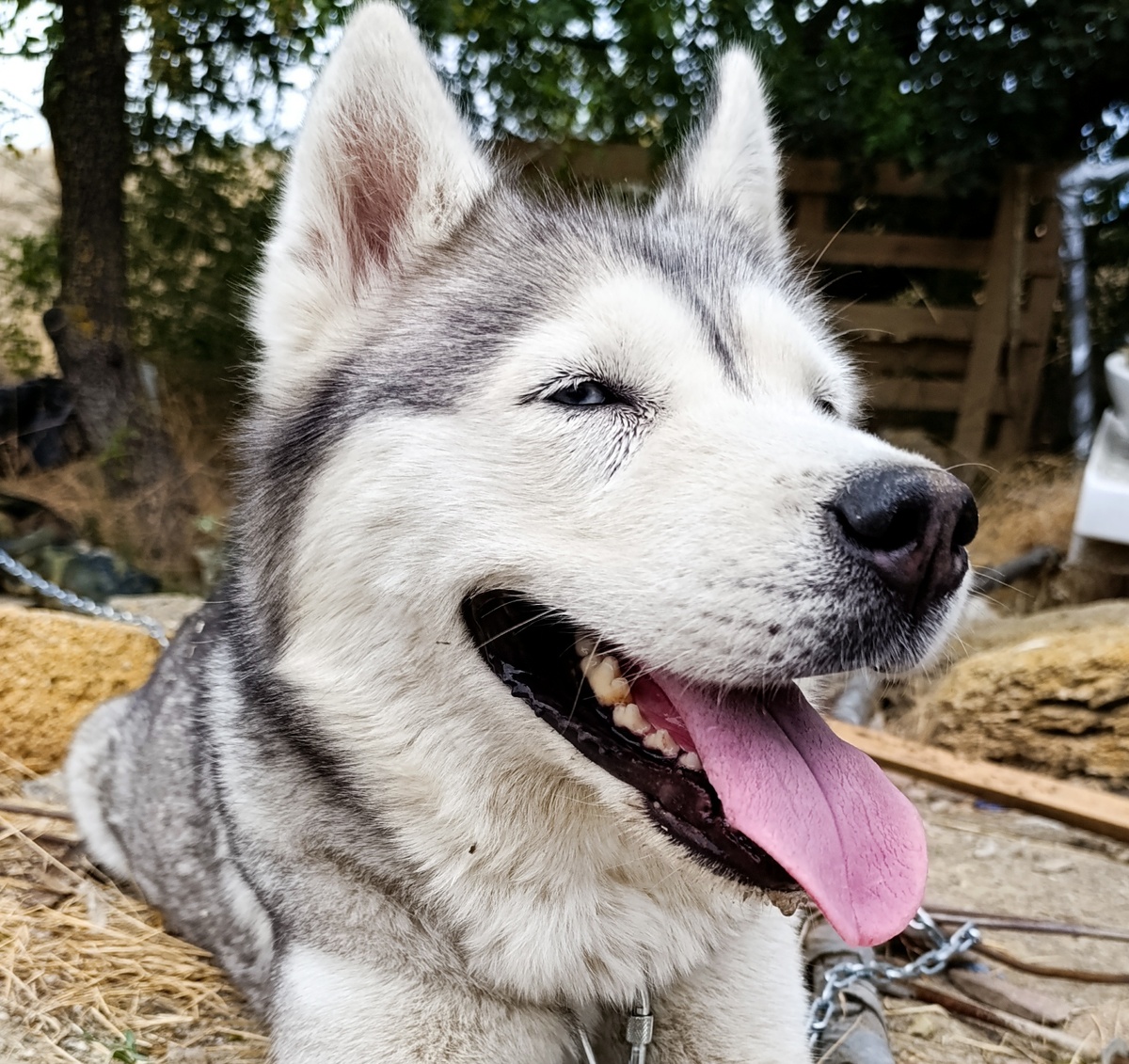 Хитроморда