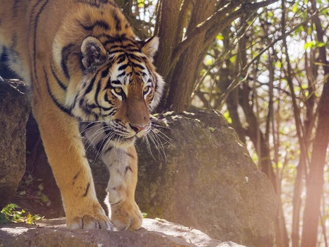    Фото: 123rf / robertfranklinphotography