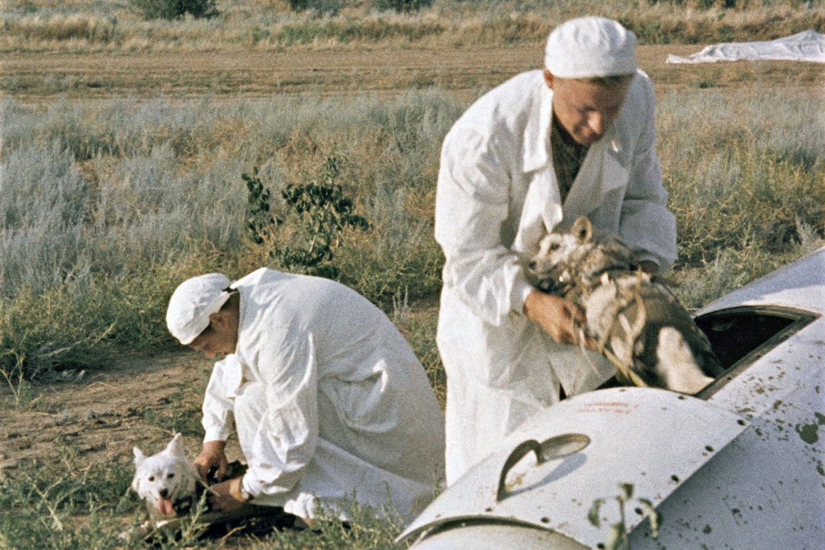   Врачи извлекают подопытных собак из кабины головной части геофизической ракеты на месте приземления./РИА Новости
