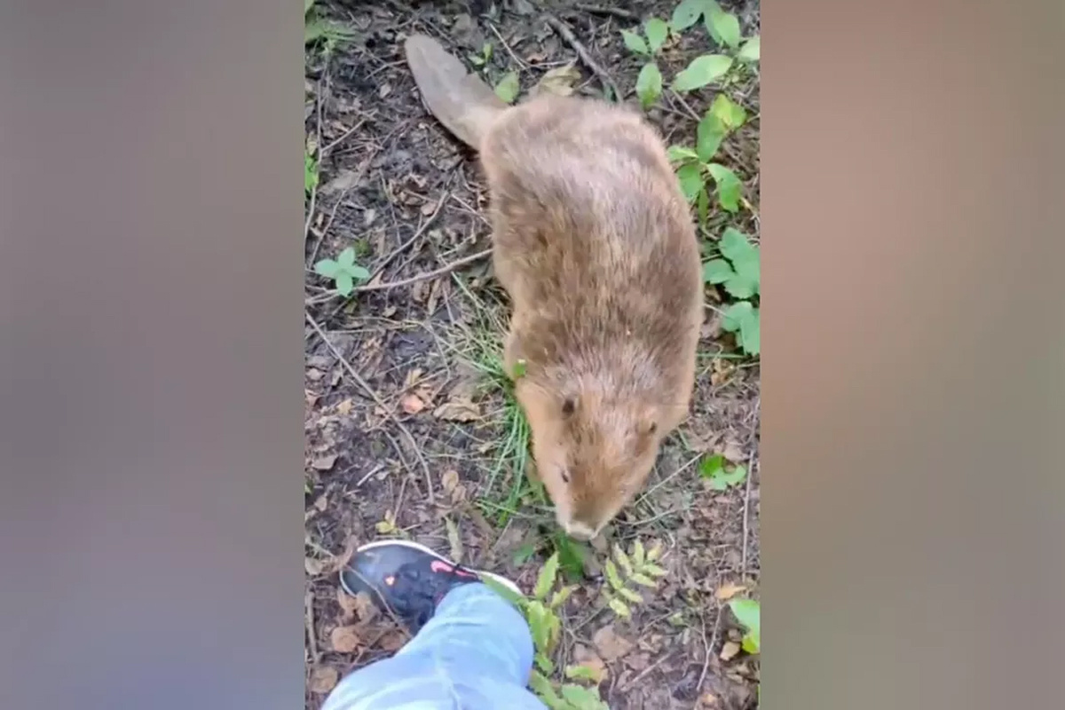    Фото: КОШКИСПАС Источник: ВКонтакте