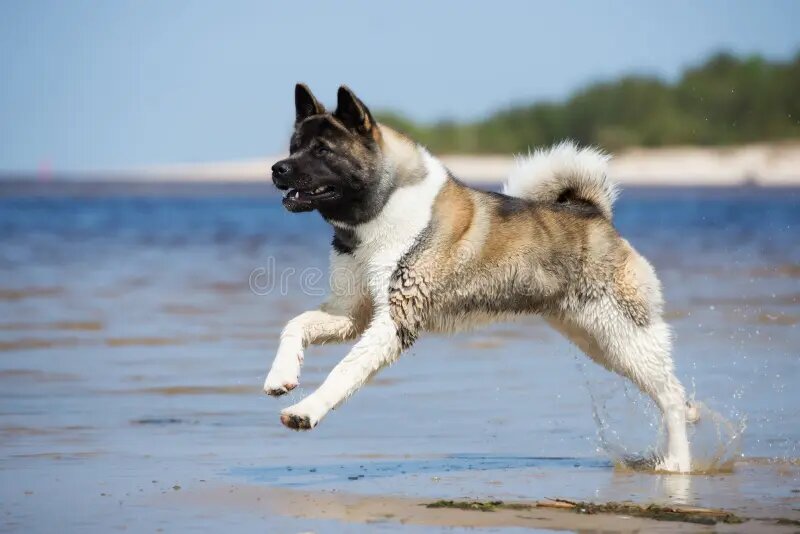 Стал ещё мощнее для идеальных собачьих боёв!