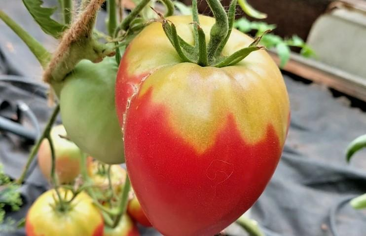 Желтые плечики у томатов, фото из интернета