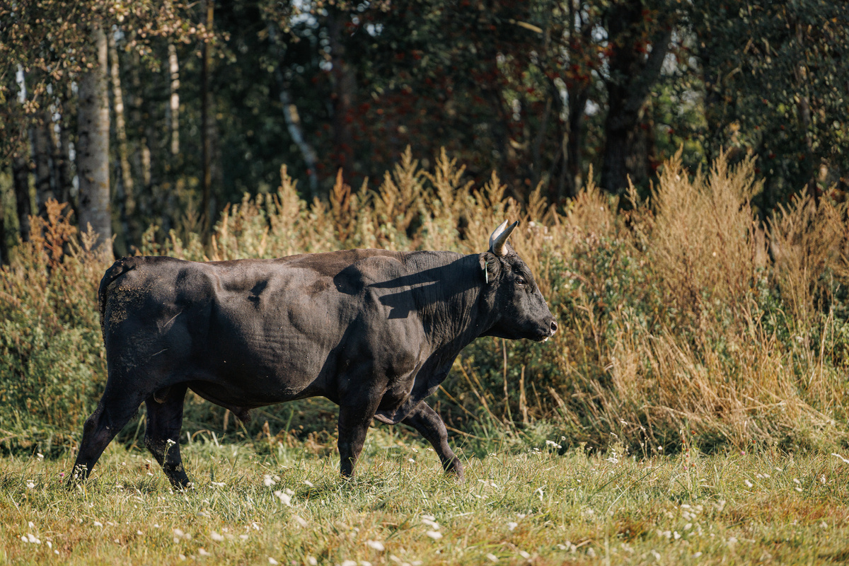 Один из представителей поголовья Wagyu на ферме «Мираторг»