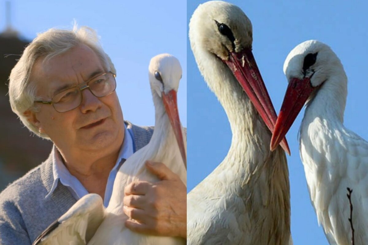 Стефан и птички - начало