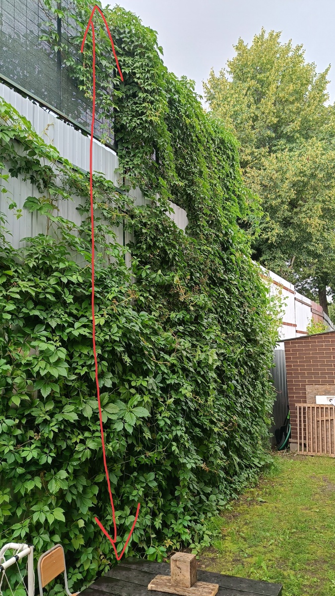 Сад автора, вот такой забор соорудили соседи...