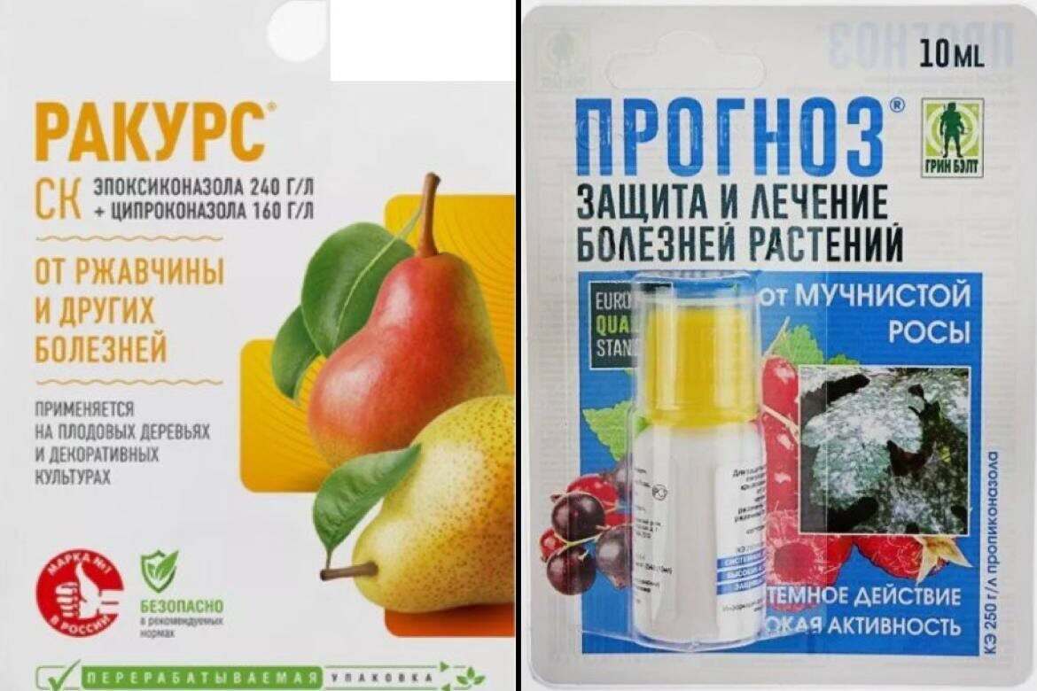 Пример препаратов от ржавчины и мучничтой росы