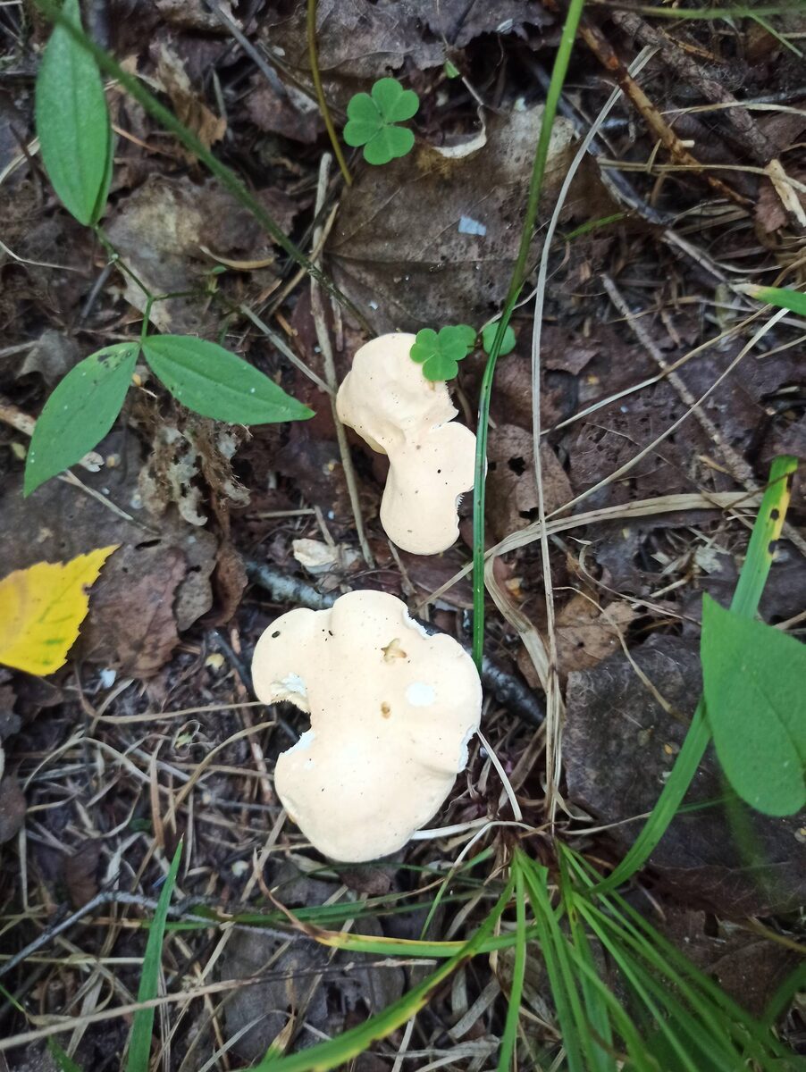 Ежовики желтые