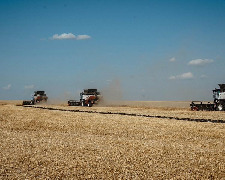     В Курской области обмолочено около 500 тыс. га площади зерновых культур