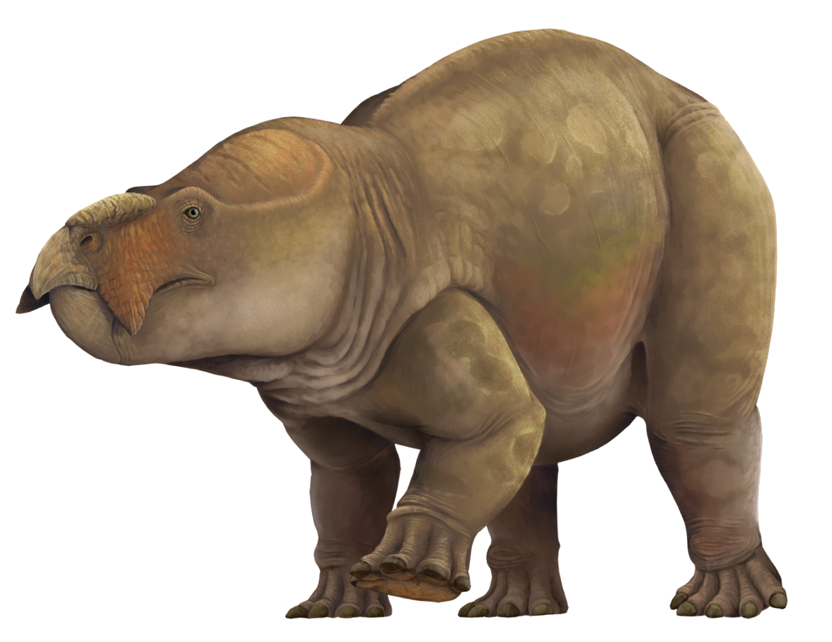 Лисовиция. Иллюстрация.