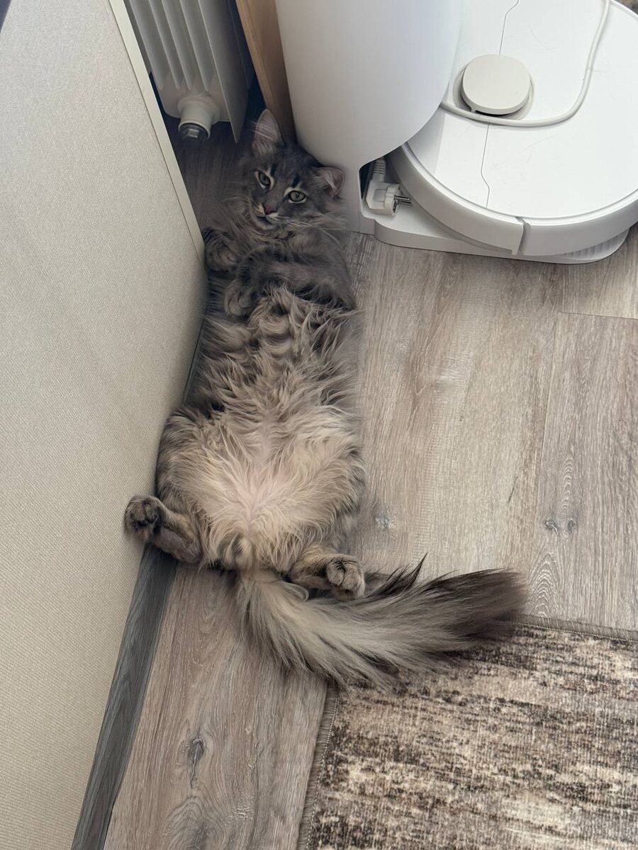 Тоша усиленно ленится