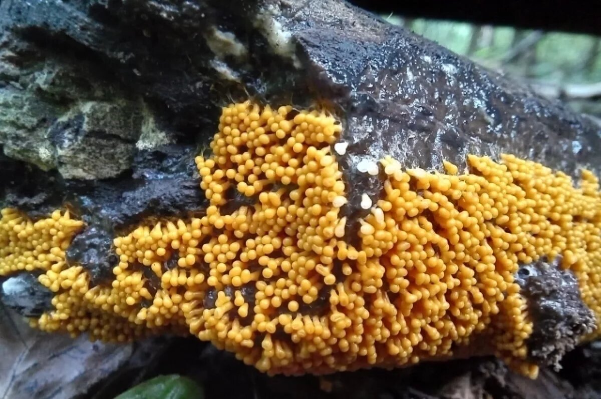    Тульские биологи рассказали, как изучают миксомицеты