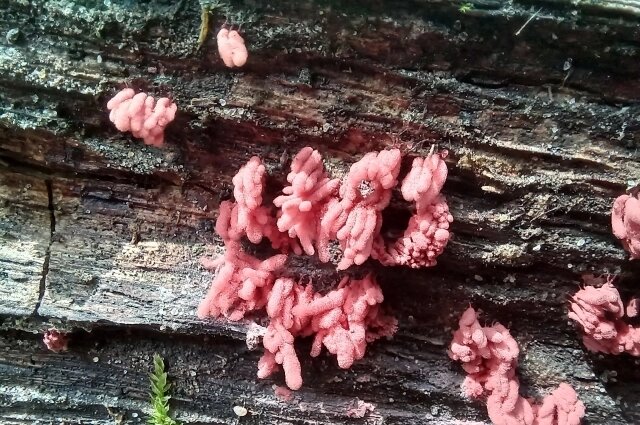    Фото: Из личного архивa/ Марина Привалова