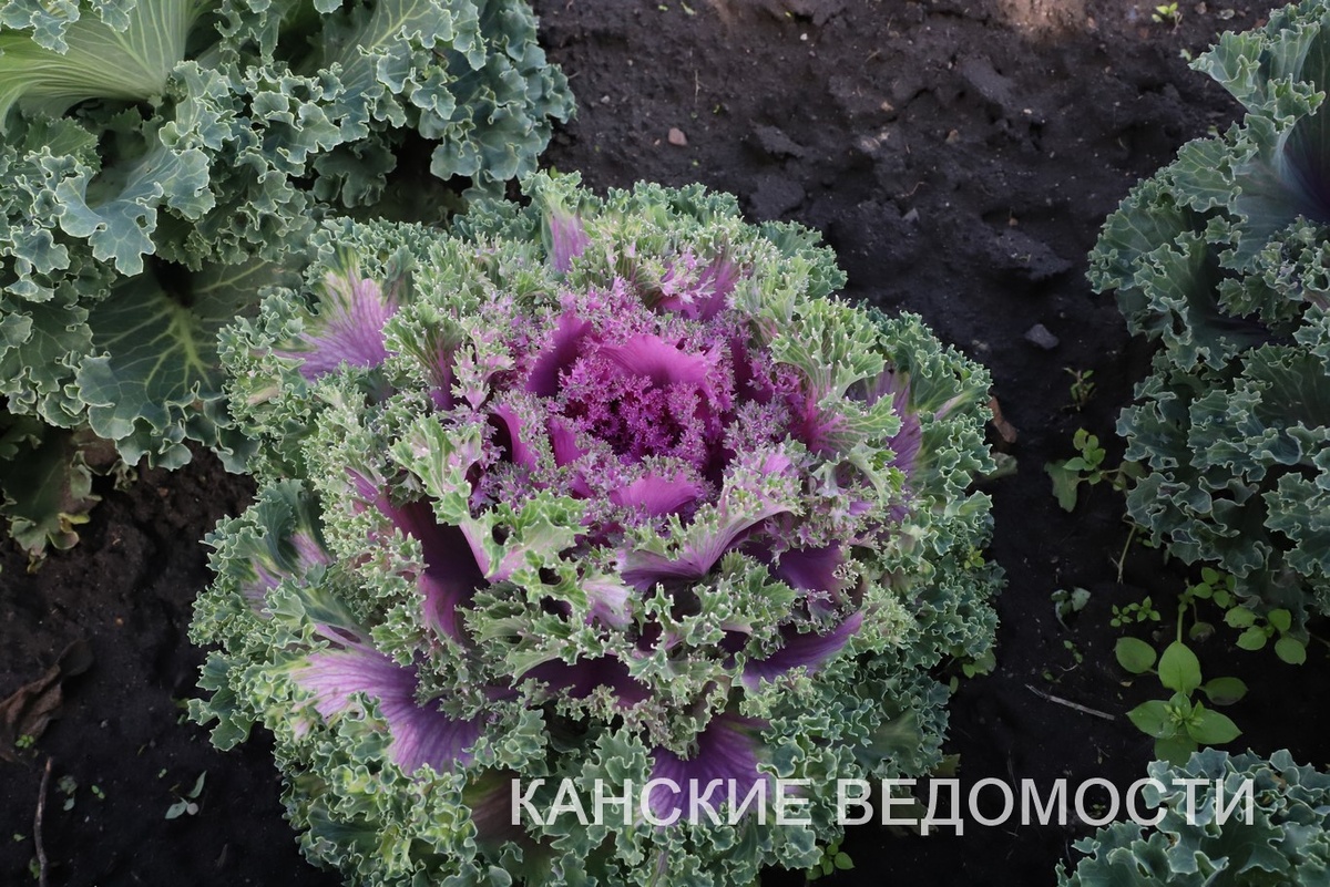 Фото Александра ВАСИЛЬЕВА.