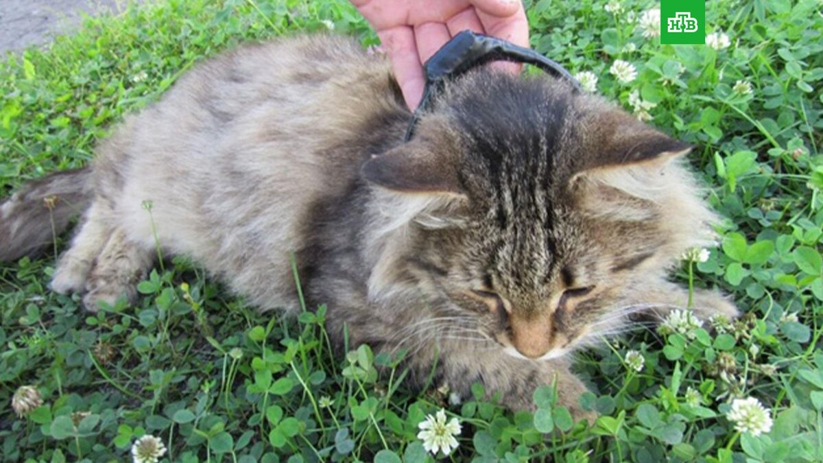    Фото: 52fsin / vk.com