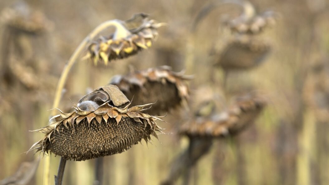    Nikolay Gyngazov/Globallookpress