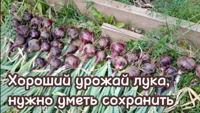 лук Ред Барон /фото автора. 