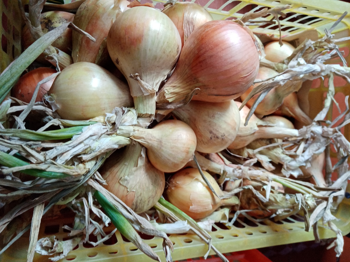 лук сушится/фото автора